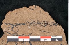Foto (Detailansicht) von Sequoia hardtii Endl. (NHMW-GEO-2024-0188-8254)